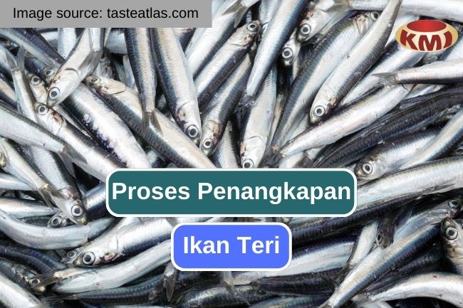 Seperti Inilah Proses Penangkapan Ikan Teri